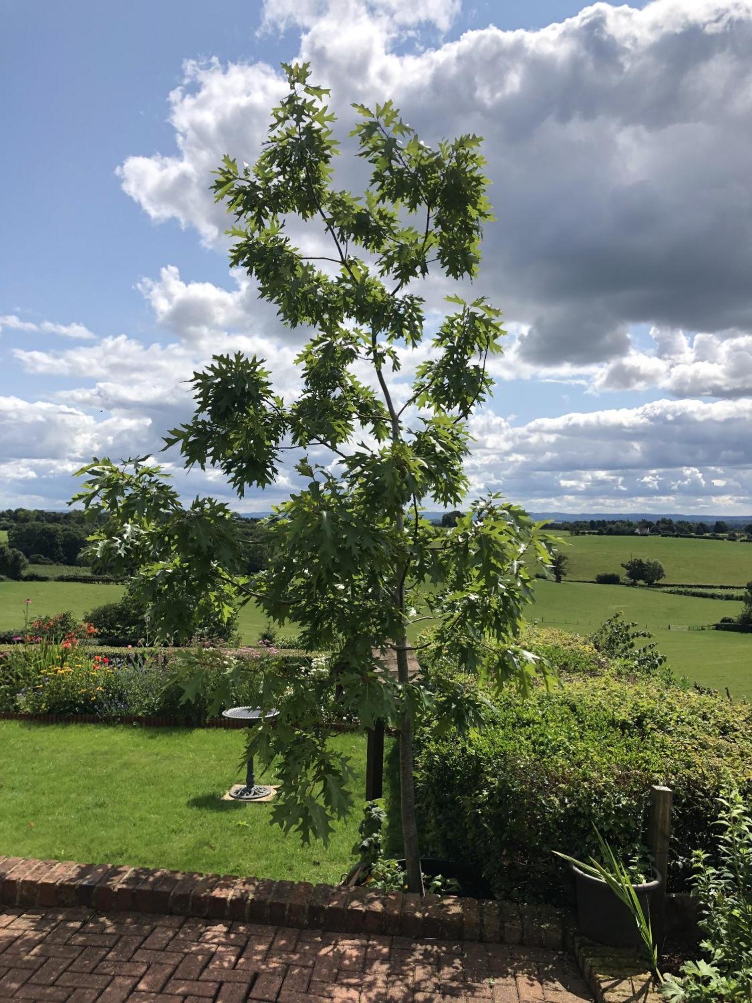 Betula Views Studio Newent ภายนอก รูปภาพ